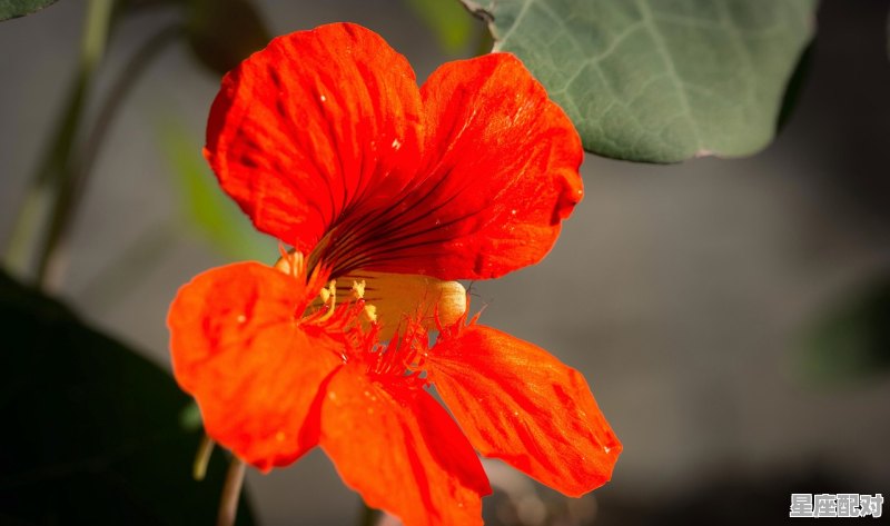 什么动物代表富贵吉祥，福大招财什么生肖 - 星座运势