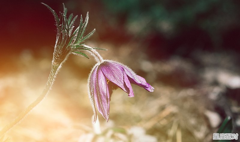 66年的马是什么星座，双子属马的巨蟹座男生性格 - 星座运势