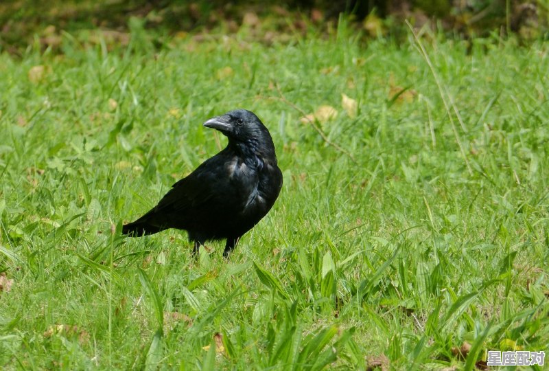 乌鸦啄人头什么意思_梦到乌鸦了 - 星座运势