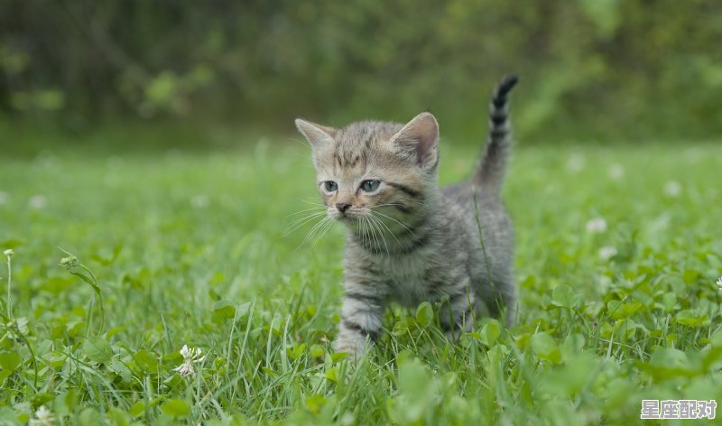 家猫自愿变为野猫，为什么？求懂行的分析一下_一个小说，女主穿越到异世界变成猫，猫是半人半猫那种，裸着。然后被男主检测到给救了 - 星座运势