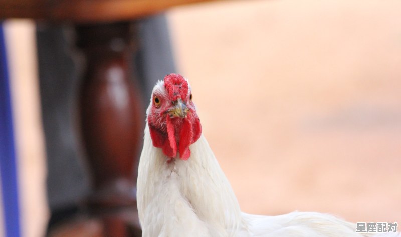 孕妇能吃公鸡肉吗_给鸡吃了感冒药.鸡生的蛋孕妇能吃吗 - 星座运势