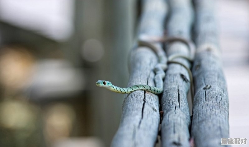 梦到蛇胎,梦到蛇胎 - 星座运势