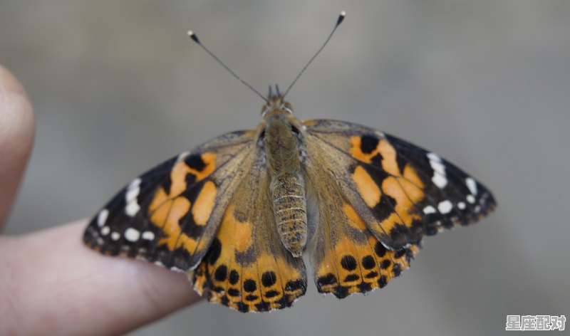 活蹦乱跳指什么动物，天生好动是什么生肖 - 星座运势