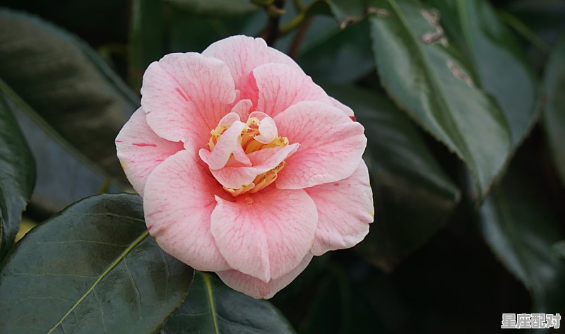 天蝎男会离不开双子女吗，天蝎配双子星座配对指数高吗女 - 星座运势