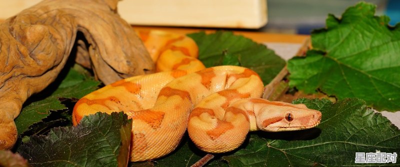 蟒蛇缠身咬它会让它松开吗,梦到被大蟒蛇咬 蟒蛇缠身咬它会让它松开吗,梦到被大蟒蛇咬 - 星座运势