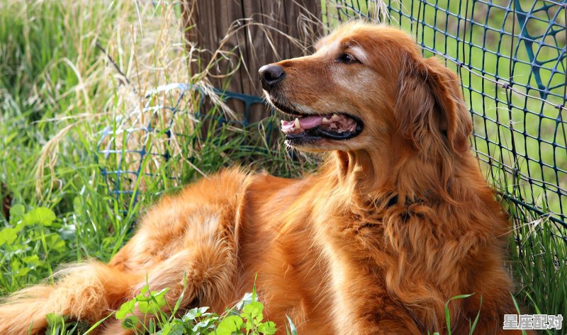 牛气冲天是什么意思_喜看丰年指的是什么动物 - 星座运势