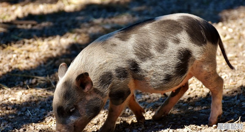 今日属猪的运势好吗,今日属猪的运势好吗 - 星座运势