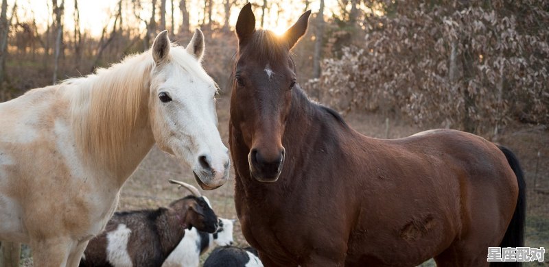 为什么公司有些人做事那么恶心，还能做到那高高在上的位子_属羊马今日运势 - 星座运势