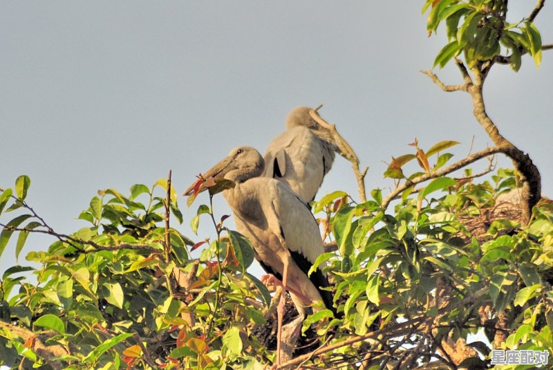 挖竹笋什么意思，梦到拔竹笋 - 星座运势