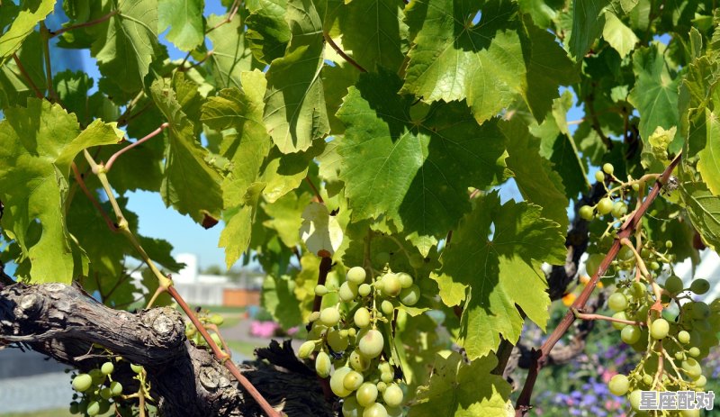 摘葡萄什么意思,梦到没吃的 摘葡萄什么意思,梦到没吃的 - 星座运势