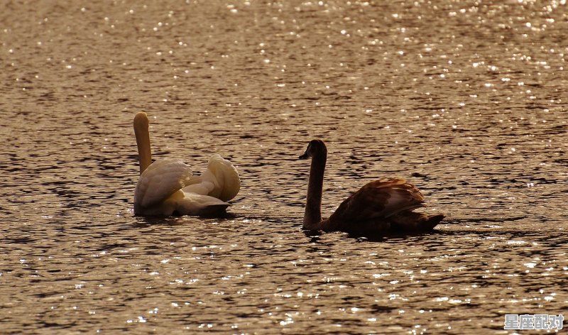 牛突然攻击人如何自救_我被鹅袭击时的心情如何用四个四字成语来形容出来 牛突然攻击人如何自救_我被鹅袭击时的心情如何用四个四字成语来形容出来 - 星座运势