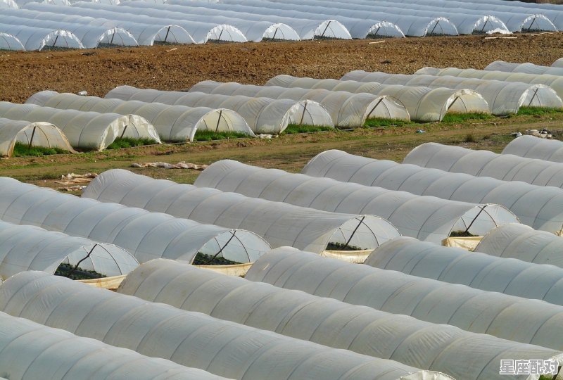 蔬菜大棚第一座起源地,蔬菜什么星座 - 星座运势