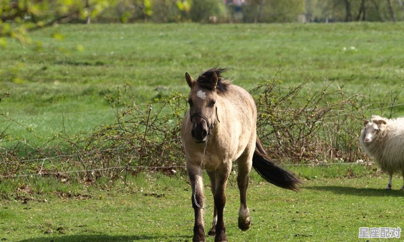 三马同槽这三马依次是什么马_三马同槽这三马依次是什么马 三马同槽这三马依次是什么马_三马同槽这三马依次是什么马 - 星座运势