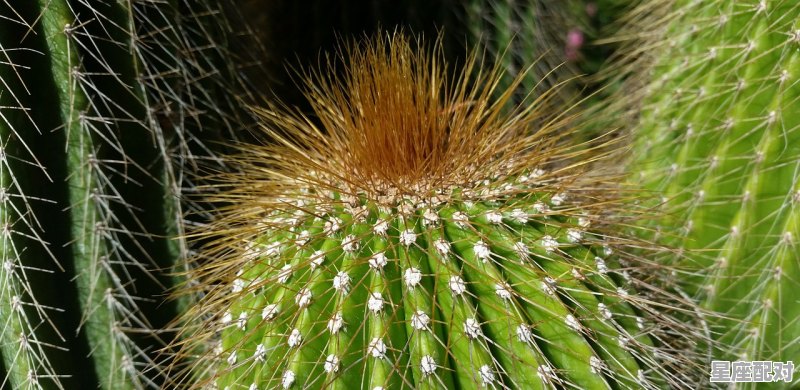 2021摩羯座多大,十二星座什么年龄最美 2021摩羯座多大,十二星座什么年龄最美 - 星座运势