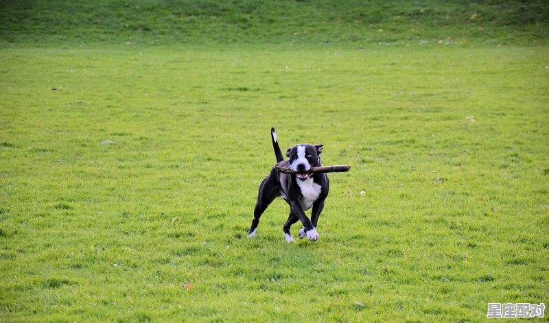 九州大地是一家打一动物_九州共唱两岸歌打一动物 - 星座运势