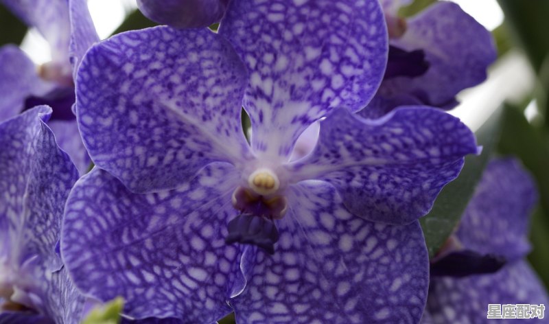 属虎的是什么星座，天秤座的属虎女生性格脾气 - 星座运势