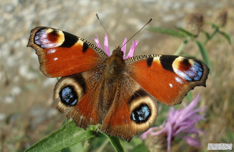 横奔月窟是什么动物_横奔月窟是什么生肖 - 星座运势