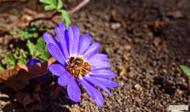 二月和八月什么星座，8月2什么星座 - 星座运势