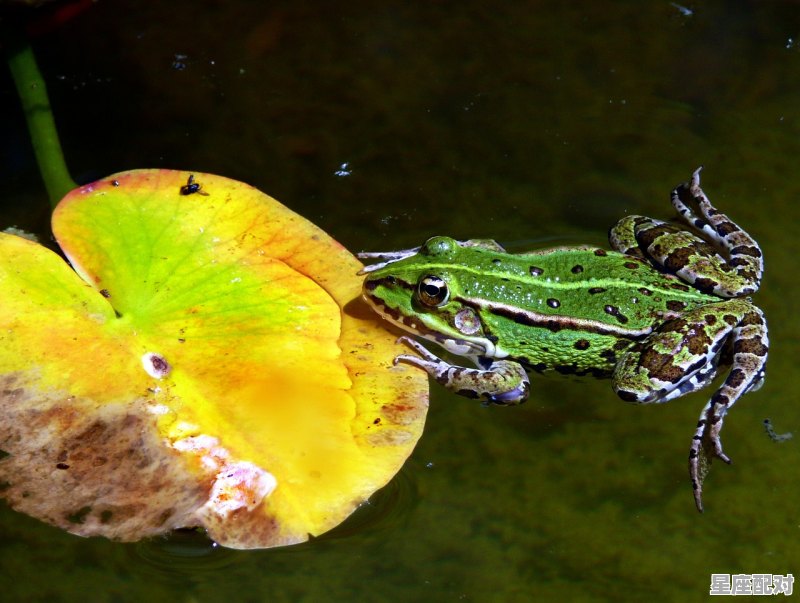 望字代表什动物,明月上天宫是什么生肖 - 星座运势