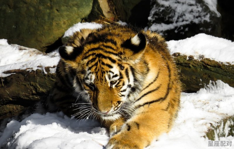 今日运势如何虎女,今日运势如何虎女 - 星座运势