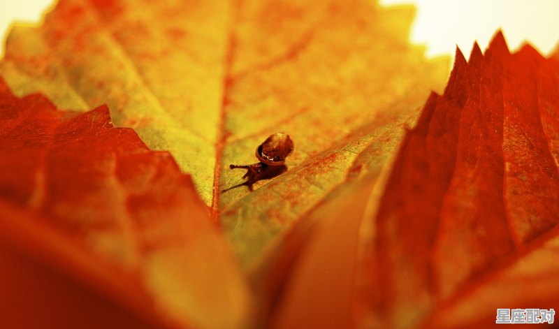 闪电和霹雳有区别吗_做梦梦到雷电 - 星座运势