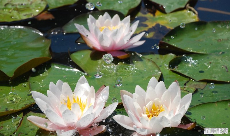 人人平等是什么动物_万人着迷什么意思 人人平等是什么动物_万人着迷什么意思 - 星座运势