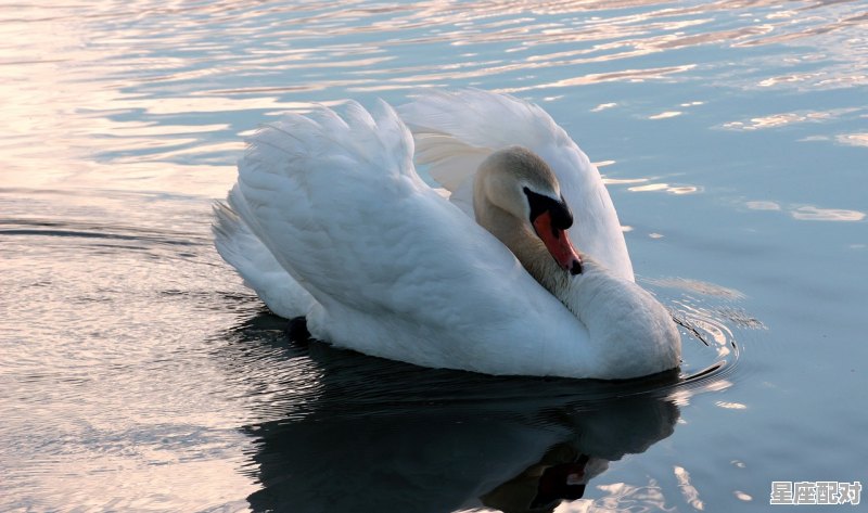 “鱼蛇海间笑,羊虎桃桑隔。”是什么意思,孕妇梦到鱼和蛇 “鱼蛇海间笑,羊虎桃桑隔。”是什么意思,孕妇梦到鱼和蛇 - 星座运势