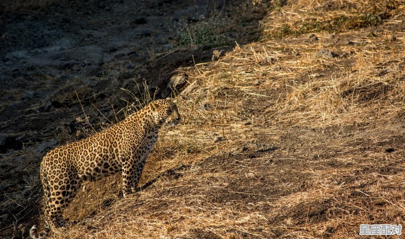 豹子和老虎是同一类型吗,梦到老虎豹子 豹子和老虎是同一类型吗,梦到老虎豹子 - 星座运势