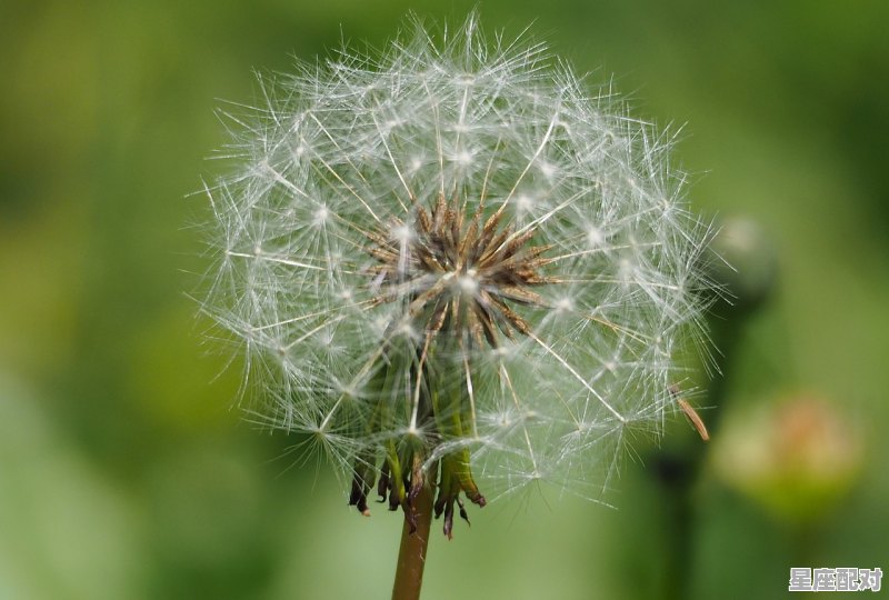 长着翅膀的天使叫什么,阿拉蕾是什么星座 - 星座运势