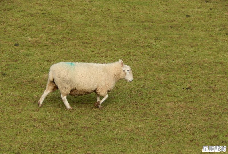 属牛白羊座a型的女孩性格,属羊的双子座女生性格缺点 - 星座运势