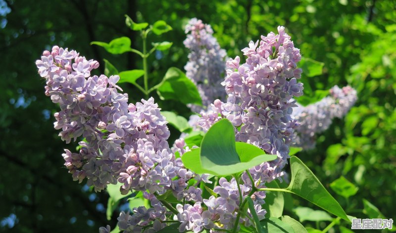 2008年10月25日属相星座,鼠女o型血天蝎座女性格 - 星座运势
