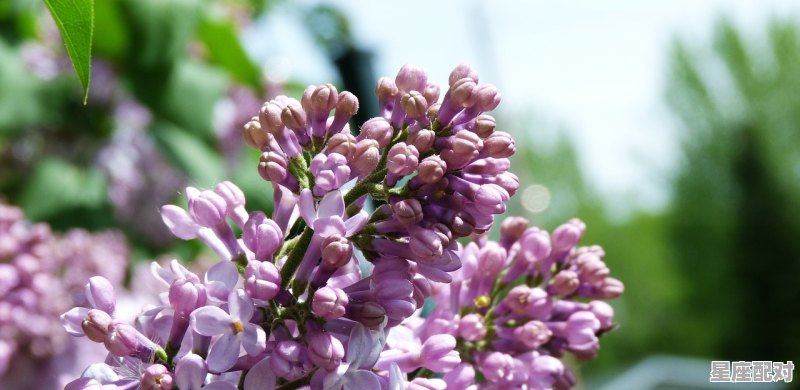 八几年的属鸡,属鸡今日运势黄历紫薇 - 星座运势