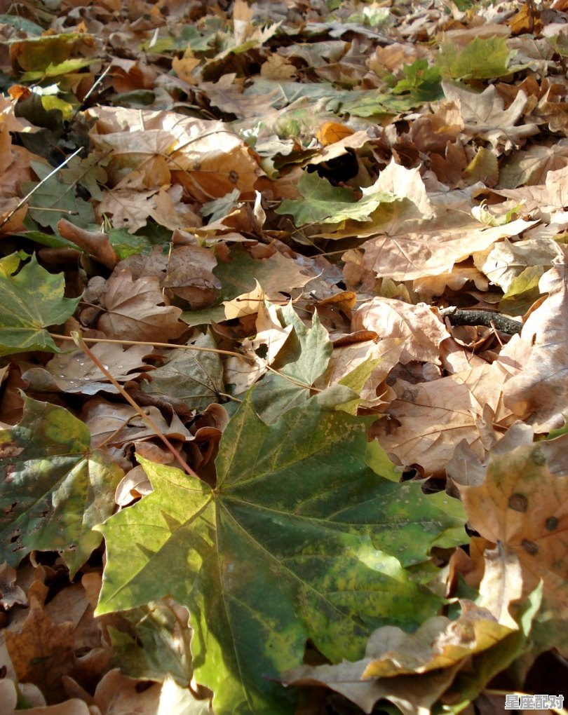 孕妇在孕晚期的时候吃黄瓜好吗,孕妇梦到吃黄瓜 - 星座运势