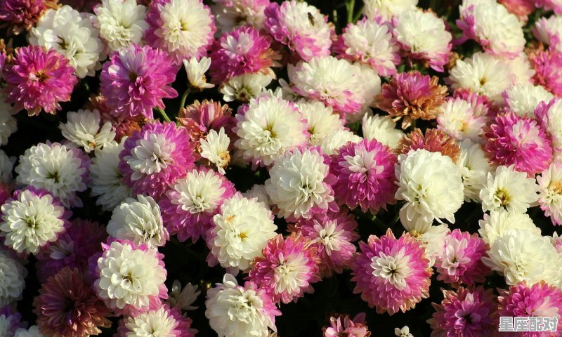 摩羯座下半年运势2021,今日摩竭座运势 摩羯座下半年运势2021,今日摩竭座运势 - 星座运势