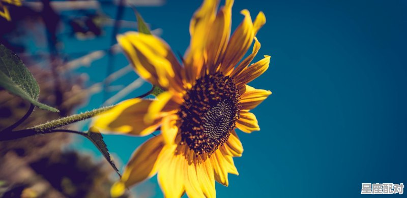 为什么说白羊跟金牛是冤家,金牛座克什么星座 为什么说白羊跟金牛是冤家,金牛座克什么星座 - 星座运势