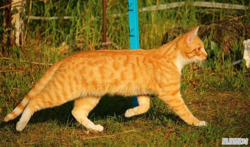 梦到家里有老虎,梦到家里有老虎 梦到家里有老虎,梦到家里有老虎 - 星座运势