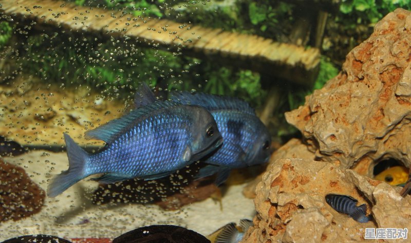 鱼身上有气泡怎么解决,梦到水里有很多鱼 鱼身上有气泡怎么解决,梦到水里有很多鱼 - 星座运势