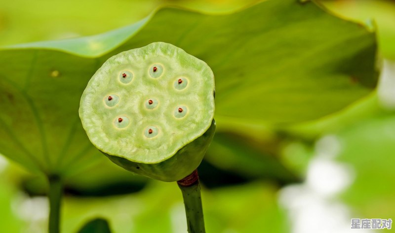 92年所有月份各属于什么猴,1992年属猴什么星座 92年所有月份各属于什么猴,1992年属猴什么星座 - 星座运势