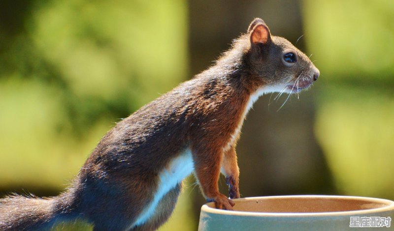 旺财是什么动物_鼠的寓意及吉祥语 - 星座运势