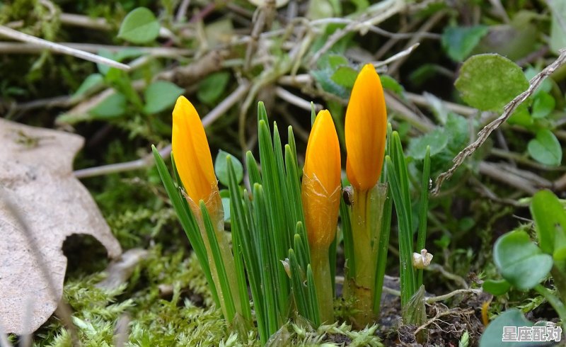 春暖花开猜什么生肖_春暖花开打猜动物谜底 - 星座运势