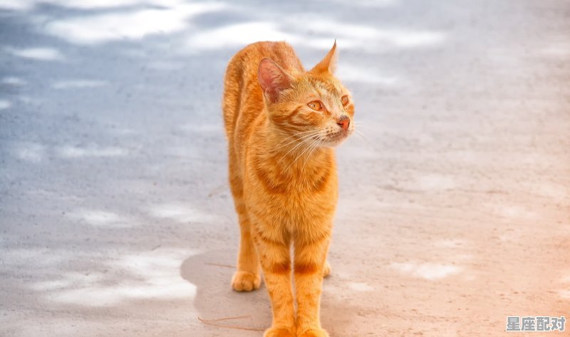 猫咪怀孕初期注意事项和饮食禁忌,孕妇梦到小猫咪 - 星座运势
