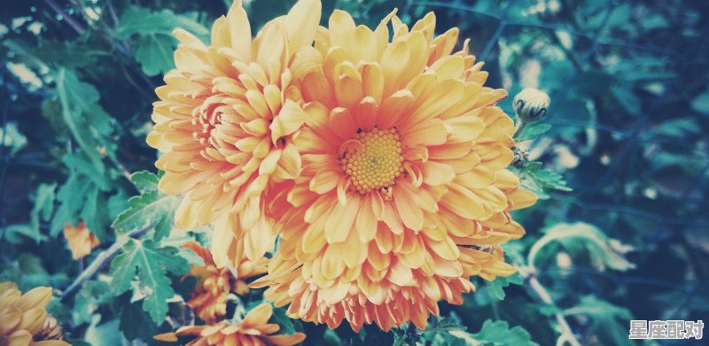 重阳节详情_重阳节的节日习俗 - 星座运势