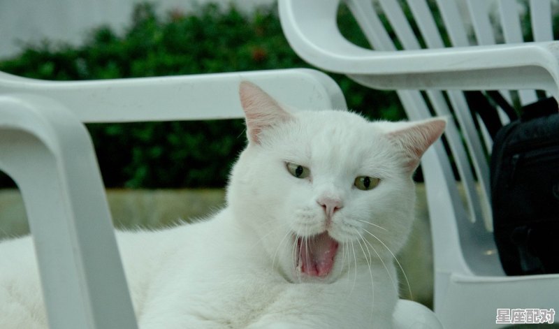 家里来了一只白色的猫好不好_貂蝉两个1688的皮肤哪个好 - 星座运势