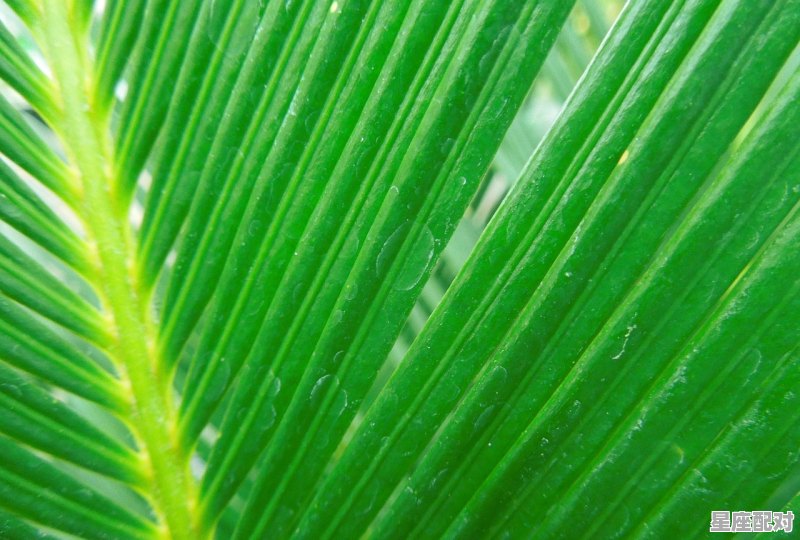 铁树开花古来稀桃红柳绿映山河是什么意思_铁树开花古来稀典故 - 星座运势