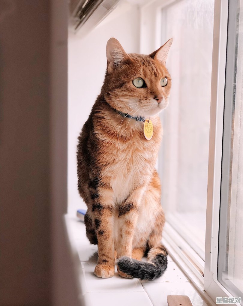 白橘猫和全橘性格区别，橘座性格 - 星座运势