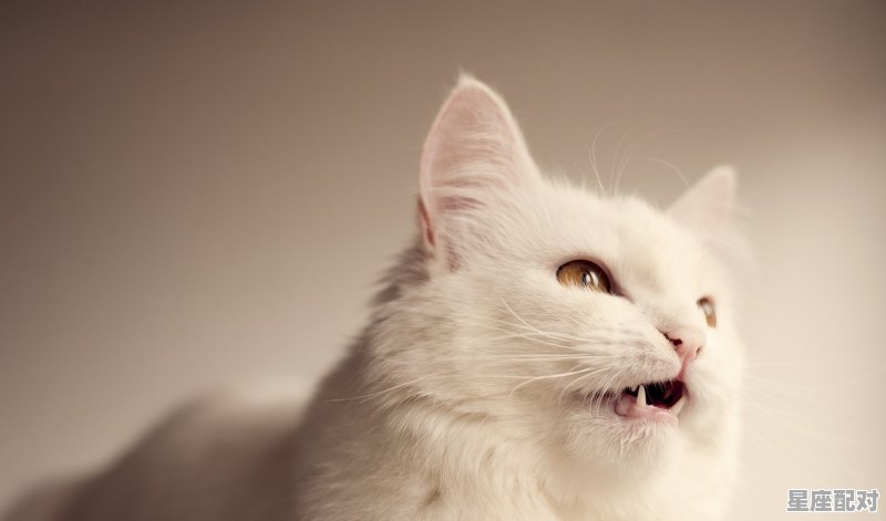 女孩子说被猫抓了怎么幽默回复，做梦梦到被猫抓 - 星座运势