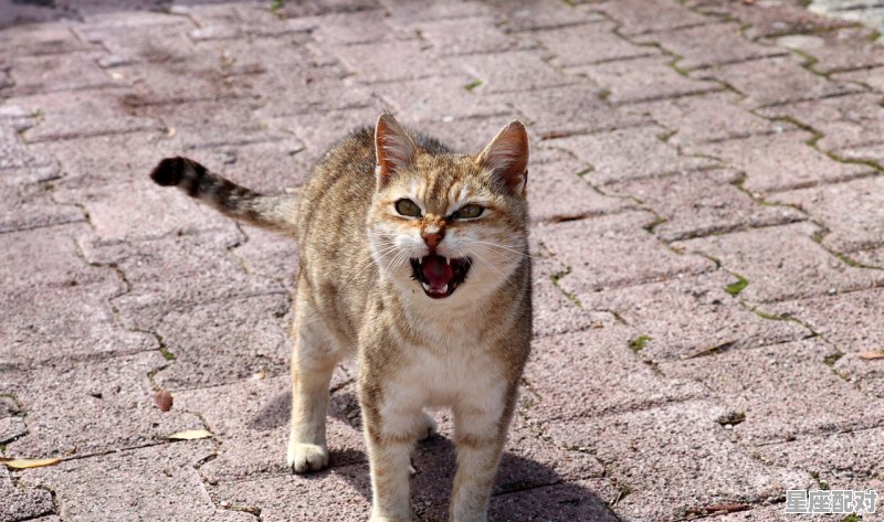 什么是机器猫，梦到猫咪是什么意思 - 星座运势
