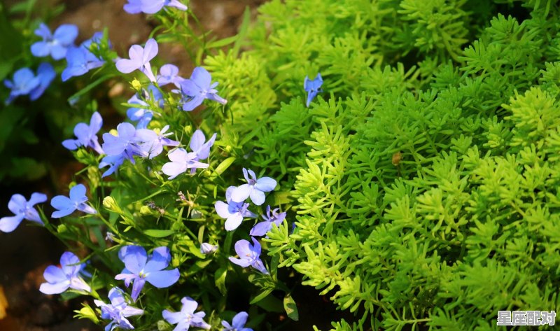 春分节气介绍_春分的节气特点 - 星座运势
