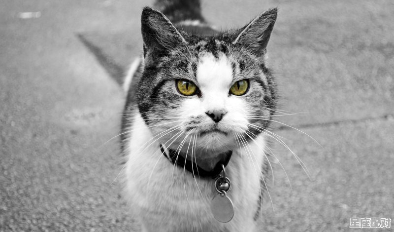 什么动物鼻孔朝天_胡子最硬的动物、猜一个数字 - 星座运势