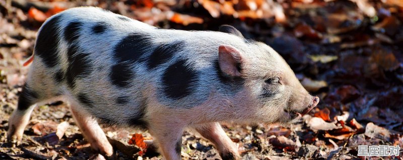 73年的牛今年是本命年吗_牛在今日运势如何 - 星座运势